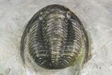 Cornuproetus Trilobite Fossil - Ofaten, Morocco #126289-4